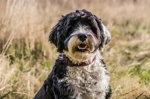Este un câine de apă portughez hipoalergenic? Fapte examinate de veterinar & Întrebări frecvente