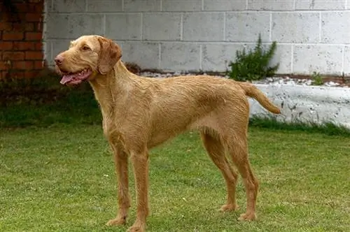 12 Vizsla előnyei és hátrányai: Jellemzők & Jellemzők