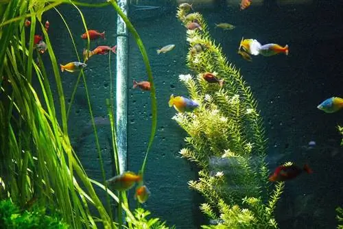 2023 оны шилдэг 8 аквариумын ишний ургамал – Шүүмж & Шилдэг сонголтууд