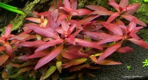 8 legjobb vörös akváriumi növény, amely színt adhat 2023-ban – Vélemények & Legjobb választás