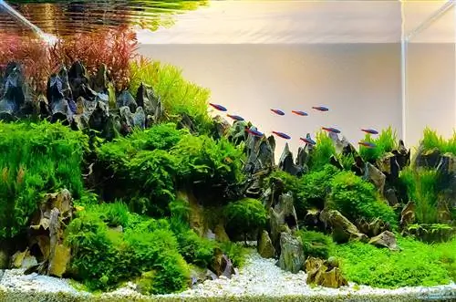 7 nejlepších akvarijních kobercových trav & rostlin v roce 2023 – recenze & nejlepších
