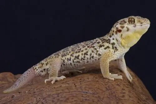 Frog-Eyed Gecko: Care Sheet, Lifespan & Mer (med bilder)