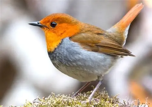 Οι Robins κάνουν υπέροχα κατοικίδια; Νομιμότητα, Δεοντολογία & Συχνές ερωτήσεις