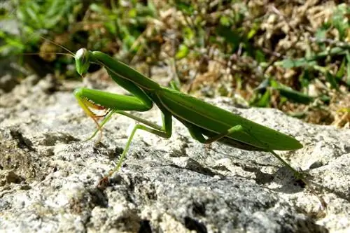 5 especies populares de mantis religiosa adecuadas como mascotas (con imágenes)