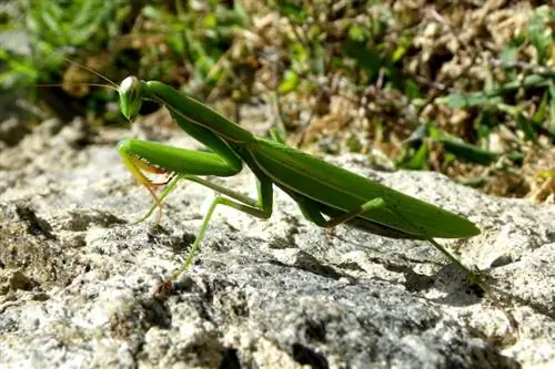 5 oblíbených druhů kudlanek vhodných jako domácí mazlíčci (s obrázky)