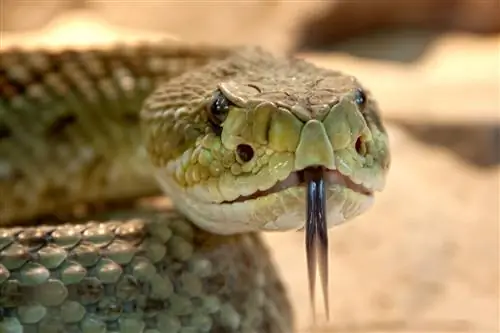6 Serpenti che sembrano serpenti a sonagli (con immagini)