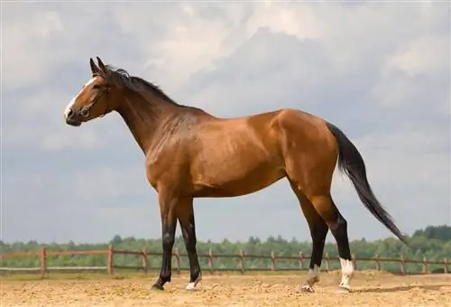 19 mitos y conceptos erróneos sobre los caballos que es hora de dejar de creer