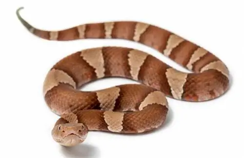 9 slange wat soos koperkoppe lyk (met prente)