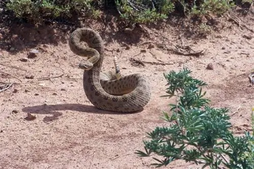 Les serps de cascavell alleten els seus petits? Fets & Preguntes freqüents