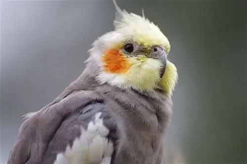 Cockatiel Yako Anapiga Chafya: Sababu Kwa Nini & Cha Kufanya