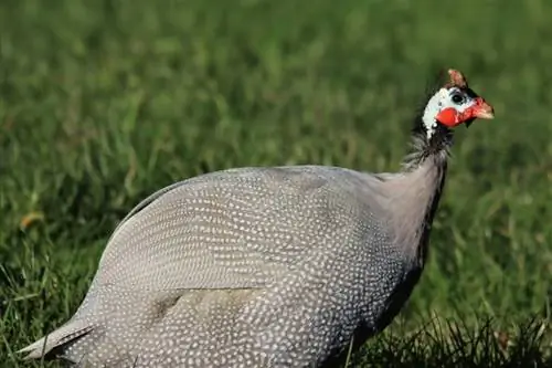 6 Hom Guinea Fowl: Xim thiab Hom (nrog duab)