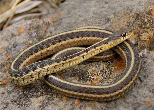 Mabuting Alagang Hayop ba ang Garter Snakes? Isang Matapat na Sagot