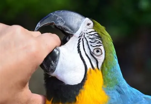 6 grunner til at kjæledyrfugler biter: & Hvordan stoppe det