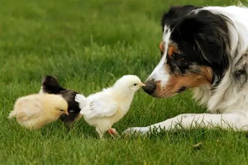 Keeping Dogs & Chickens Together: Compatibility Facts & FAQ