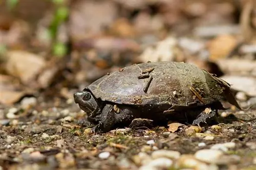Common Musk Turtle: คู่มือการดูแล, พันธุ์, อายุขัย & เพิ่มเติม (พร้อมรูปภาพ)