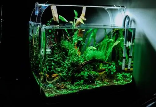 10 najboljših rastlin za hladnovodni akvarij v letu 2023: ocene & Vodnik za kupce