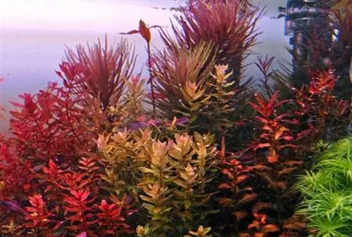 7 أفضل نباتات أحواض السمك منخفضة الإضاءة في عام 2023 - التعليقات & أفضل اللقطات