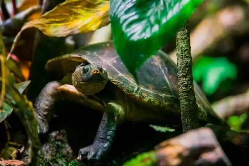 10 parasta kasvia kilpikonnatankkiin vuonna 2023 – suosituimmat & arvostelua