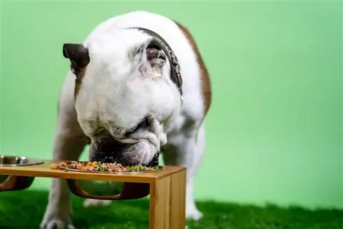 Αρέσουν στους σκύλους η τροφή για σκύλους; Επεξήγηση κυνικών γεύσεων