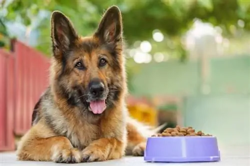 10 labākā suņu barība pret aizcietējumiem ar augstu šķiedrvielu saturu 2023. gadā - Atsauksmes & Populārākās izvēles