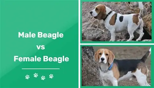 Beagles masculins i femenins: les diferències (amb imatges)