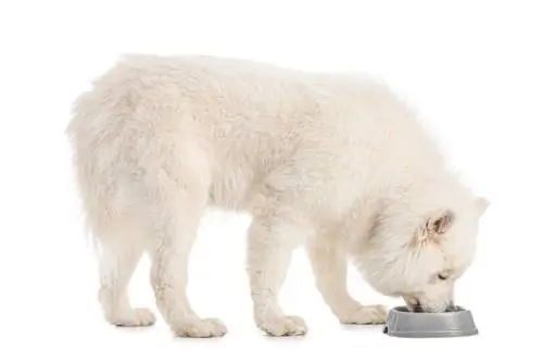 10 mejores alimentos para perros bajos en calorías en 2023 – Reseñas & Mejores selecciones