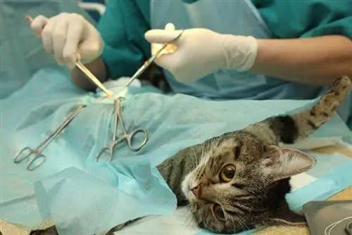 Koliko dugo traje sterilizacija mačke? Veterinarski odobrene činjenice & FAQ