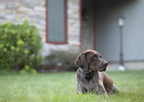 Köpek Severler İçin Kısa Tüylü Alman Tüylü 11 Büyüleyici Gerçek