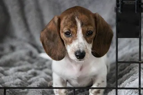 Cómo entrenar en jaulas a un perro salchicha: 10 consejos de expertos