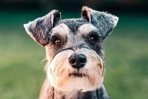 10 Fakta Menarik Miniatur Schnauzer Untuk Pecinta Anjing