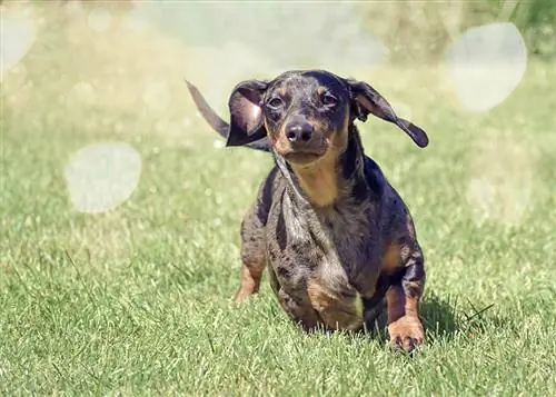 Je, Dachshunds Inaweza Kukimbia Haraka? Kasi ya Wastani & Ulinganisho wa Kuzaliana