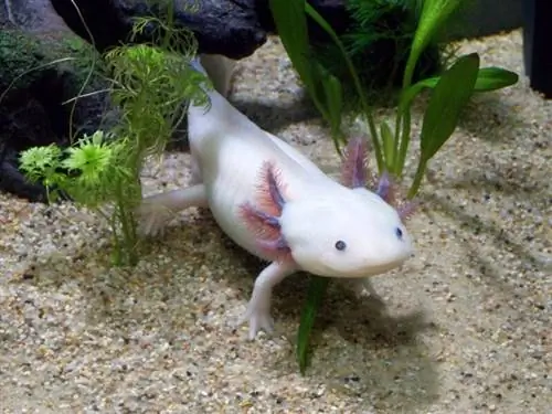 Sind Axolotl blind? Hier ist, was die Wissenschaft sagt