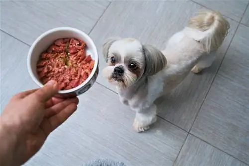 Ako dlho môže mokré krmivo pre psov odležať, kým sa nepokazí? Fakty & FAQ