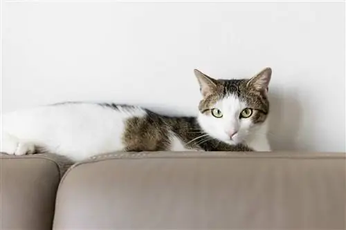 Как защитить кожаный диван от кошек (8 простых советов)