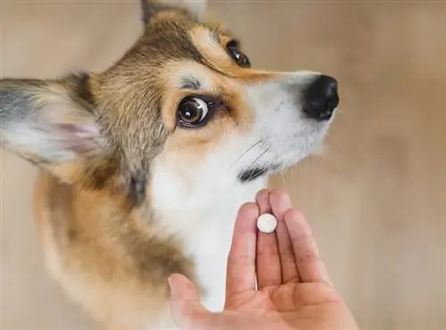 Wie man einem Hund eine Pille ohne Futter gibt: 6 vom Tierarzt überprüfte Tipps