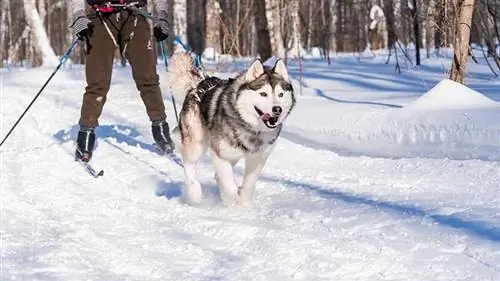 Cómo ir a esquiar & Caminar con raquetas de nieve con perros (8 consejos simples)