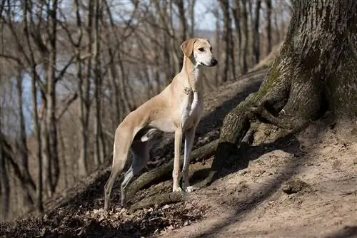 11 faszinierende Fakten über Windhunde für Hundeliebhaber