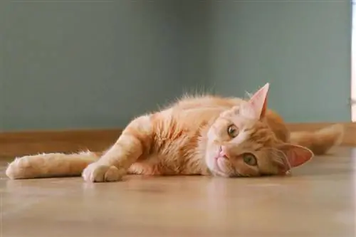 100+ emra të maceve të verdha: Fun & Emra frymëzues për kafshën tuaj shtëpiake