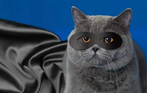 130 de nume de pisici de supereroi: opțiuni minunate pentru animalul tău de companie