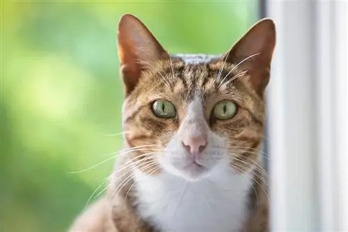 Arabische Mau-Katze: Rasseinformationen, Bilder, Temperament & Merkmale