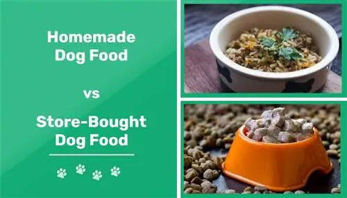 Domácí krmivo pro psy vs nákup v obchodě: Pro & Nevýhody