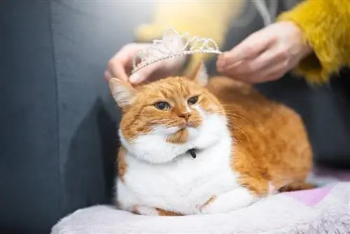 300+ Noms de gats reials &: opcions de luxe per a la teva mascota