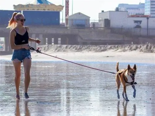 Bawa Anjing Anda Ke Pantai: 10 Petua untuk Perjalanan yang Menarik