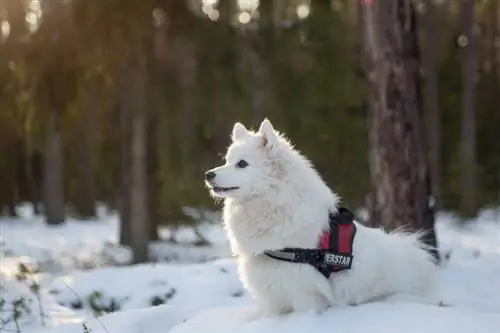 Kas koerad tunnevad külma? Karvkatte tüübid & Näpunäited nende soojas hoidmiseks