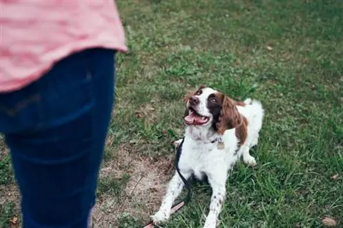 Mennyi ideig tart egy kutya betanítása? Tények & Képzési tippek