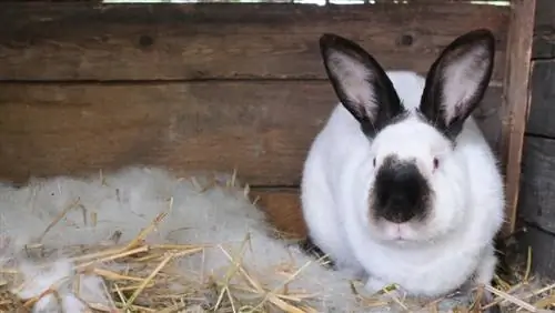 Proč si můj králík vytahuje srst? 8 Vet zkontrolovaných důvodů