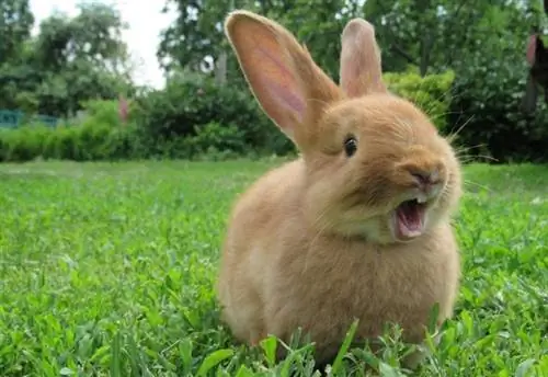 Sådan fortæller du, om din kanin er glad: 5 tegn at se efter