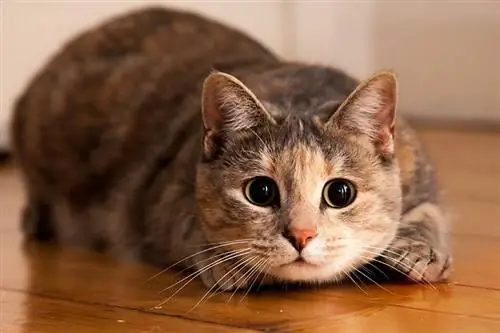 Ali lahko mačke čutijo krivdo ali obžalovanje? Mačje vedenje & Nasveti za popravek