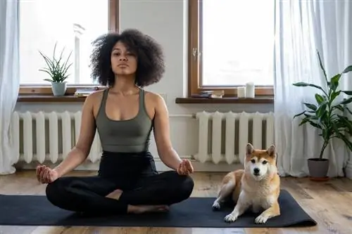 Cara Bermeditasi dengan Anjing Anda: Langkah, Faedah, Jenis & Lagi