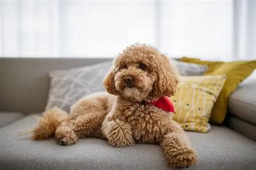 Um Poodle é bom para um dono de cachorro pela primeira vez? Cuidados & Características explicadas